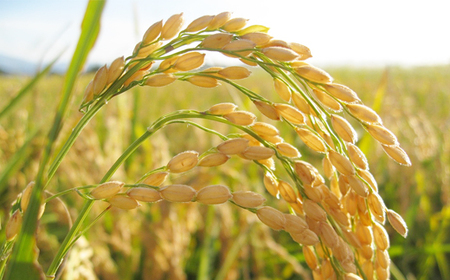 精米 5kg つきあかり【令和6年産】お米 米 ご飯 城里町 桂農産【配送不可地域:離島】 (AX005)