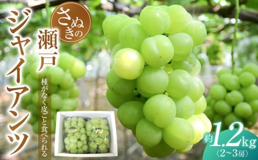 
            【8月下旬頃～発送】瀬戸ジャイアンツ 約1.2kg (2～3房)  葡萄 ぶどう 果物 フルーツ 人気 数量限定 ギフト 贈答
          