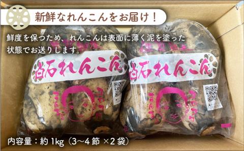 【先行予約】やみつきになる甘さ！ 松尾青果のこだわり白石れんこん 約1kg（500g×2袋入り）【松尾青果】蓮根 レンコン 泥付き 根菜 野菜 佐賀県産 [IBD002]