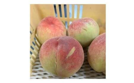 ＜25年発送先行予約＞山梨県笛吹市産　わけあり桃　約1.5kg　4玉～8玉 223-011