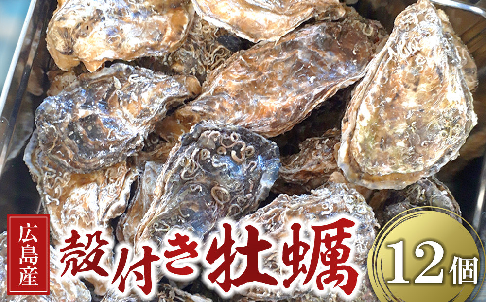 広島県産 草津かき(殻付き) 12個