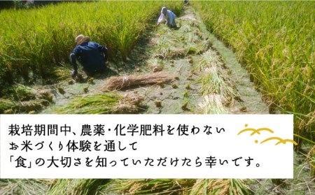 お米づくり 体験チケット　糸島市 / 天然パン工房楽楽【いとしまごころ】[AVC065] 体験型 農業 食育