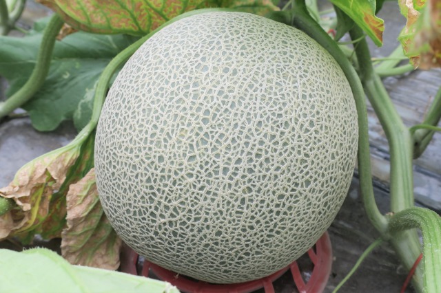 【先行予約】北海道栗山町産 幻のメロン 1玉（池田農林）