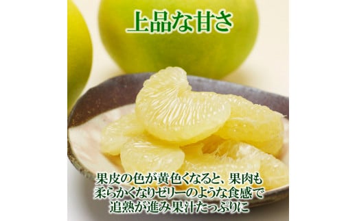 【先行予約】水晶文旦 ご家庭用お得箱 約６kg Mサイズ～４Ｌサイズ（12～１６個入り）〈2026年10月上旬～11月上旬頃発送〉訳あり ワケあり 訳 傷 キズ へこみ 文旦 ブンタン ぶんたん 水晶