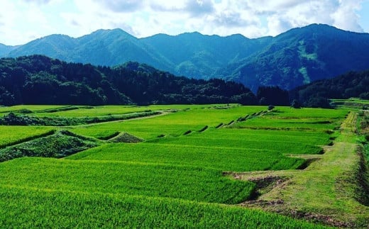 【令和7年産米】 こしいぶき 白米6kg（2kg×3） 新潟県村上市岩船産　1067102