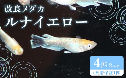 
                  764 メダカ ルナイエロー 4匹 改良メダカ【トリハタめだか】
                