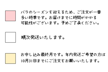＜色で選べる♪＞花巻温泉バラ園で育った「バラ中苗」5号サイズ -赤-【1860】