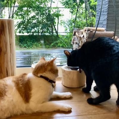 ふるさと納税 小林市 ひのきペットフードディッシュ　M |  | 03