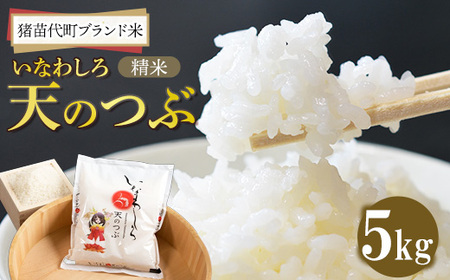 令和7年産 猪苗代町ブランド米 いなわしろ天のつぶ( 精米 ) 5kg ｜ お米 白米 福島 大粒 寿司 和食