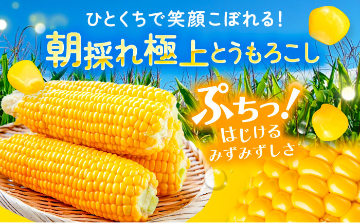 北海道 朝もぎ とうもろこし 10本（恵味ゴールド）《足寄町》【党崎農場】トウモロコシ とうもろこし 甘い 野菜 採れたて野菜 新鮮 農家 おすすめ 北海道土産 ゴールド gold 北海道産 あしょろ