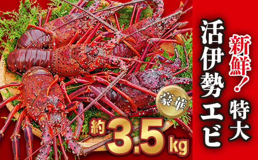 新鮮！ 特大 活伊勢エビ  豪華 ！約3.5kg（4～6尾）《10月12日～4月期間限定出荷：先行予約も可（到着日時指定必須商品）》　三重県 尾鷲 人気　HA-59