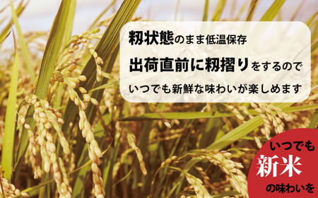 【令和7年産】無洗米 10kg×3回 計30kg ブランド米 籾貯蔵今摺米 きたくりん 北海道米 当麻町 お米 送料無料 定期便 アリ 米【A-042】
