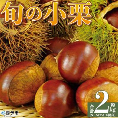 ふるさと納税 西予市 <旬の小栗 合計約2kg 愛媛県西予市産>宇都宮物産 愛媛
