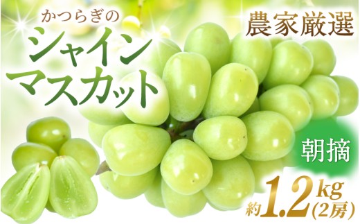 先行予約！ 朝摘み シャインマスカット 秀品  2房（約1.2kg）こだわり農家厳選！【2026年8月末から9月末順次発送予定】/ フルーツ ぶどう ブドウ 葡萄 マスカット 和歌山県 かつらぎ町 ジューシー 厳選 産地直送 果物