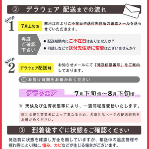 種無しぶどう「デラウェア」約1.8kg （8〜16房） 2024年産 秀品【2024年7月末頃～8月末頃発送予定】山形県産　012-B-MM010