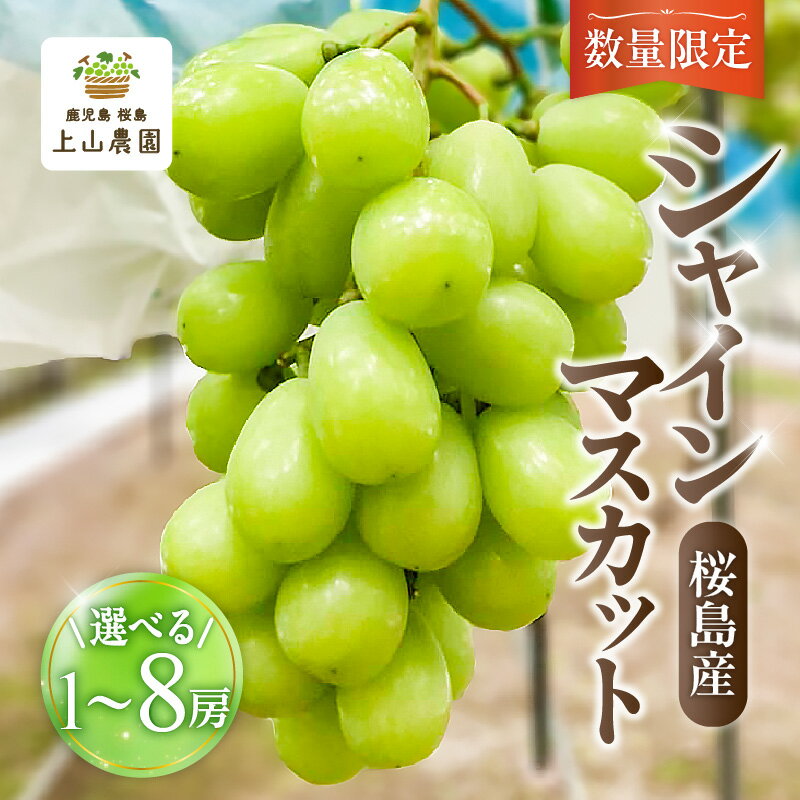 【ふるさと納税】＜選べる＞ 桜島産 シャインマスカット 【 数量限定 先行予約 8月以降順次発送 】 1房 ～ 8房 500g ～ 4kg シャイン マスカット ぶどう 葡萄 果物 フルーツ 旬 糖度 18度 皮ごと 種なし 種無し 農家 上山農園 鹿児島 おすすめ ランキング プレゼント ギフト