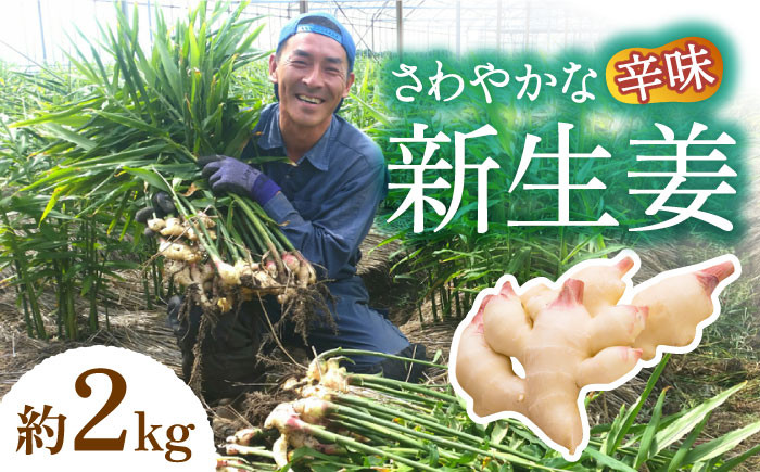 
                  【2027年8月～発送】新生姜 約2kg / ショウガ しょうが 生姜 / 南島原市 / ふくはちファーム [SBS016]
                