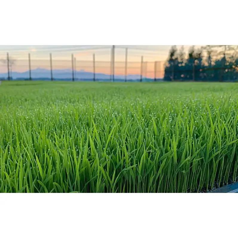 先行予約 令和8年 新米 新潟県上越市産 ゆうだい21 15kg （5kg×3袋）お米 コメ 宇都宮大学 ふぁーむ大地