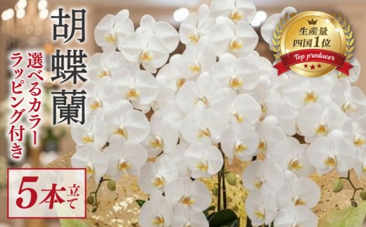指定日配達 胡蝶蘭 5本立て 白 ハイグレート 花 はな お花 日付指定 記念日 お祝い プレゼント ギフト 贈答 贈り物 選べる カラー ラッピング 鉢花 鉢植え 洋蘭 洋ラン 冠婚葬祭 蘭 らん 新築祝い 豪華 華 華やか はなやか 敬老 誕生日 人気 ランキング おいわい 開店祝い 開業祝い こちょうらん きねんび 四国 生産数 一位 1位 いちい ふるさと納税 大輪 産地直送