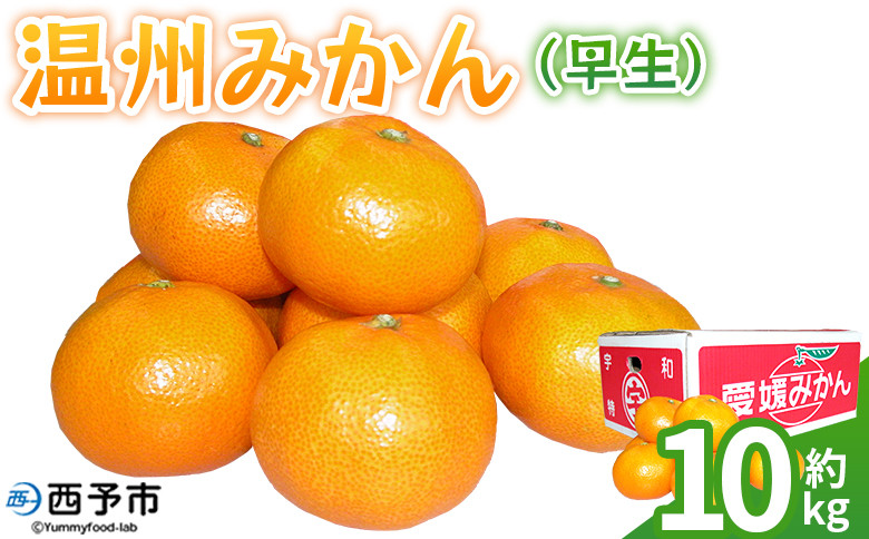 
            ＜温州みかん（早生）約10kg＞ 果物 フルーツ みかん ミカン 蜜柑 オレンジ 柑橘 うんしゅうみかん ウンシュウミカン わせ ワセ 食べて応援 特産品 JA えひめ南農業協同組合 愛媛県 西予市【常温】
          