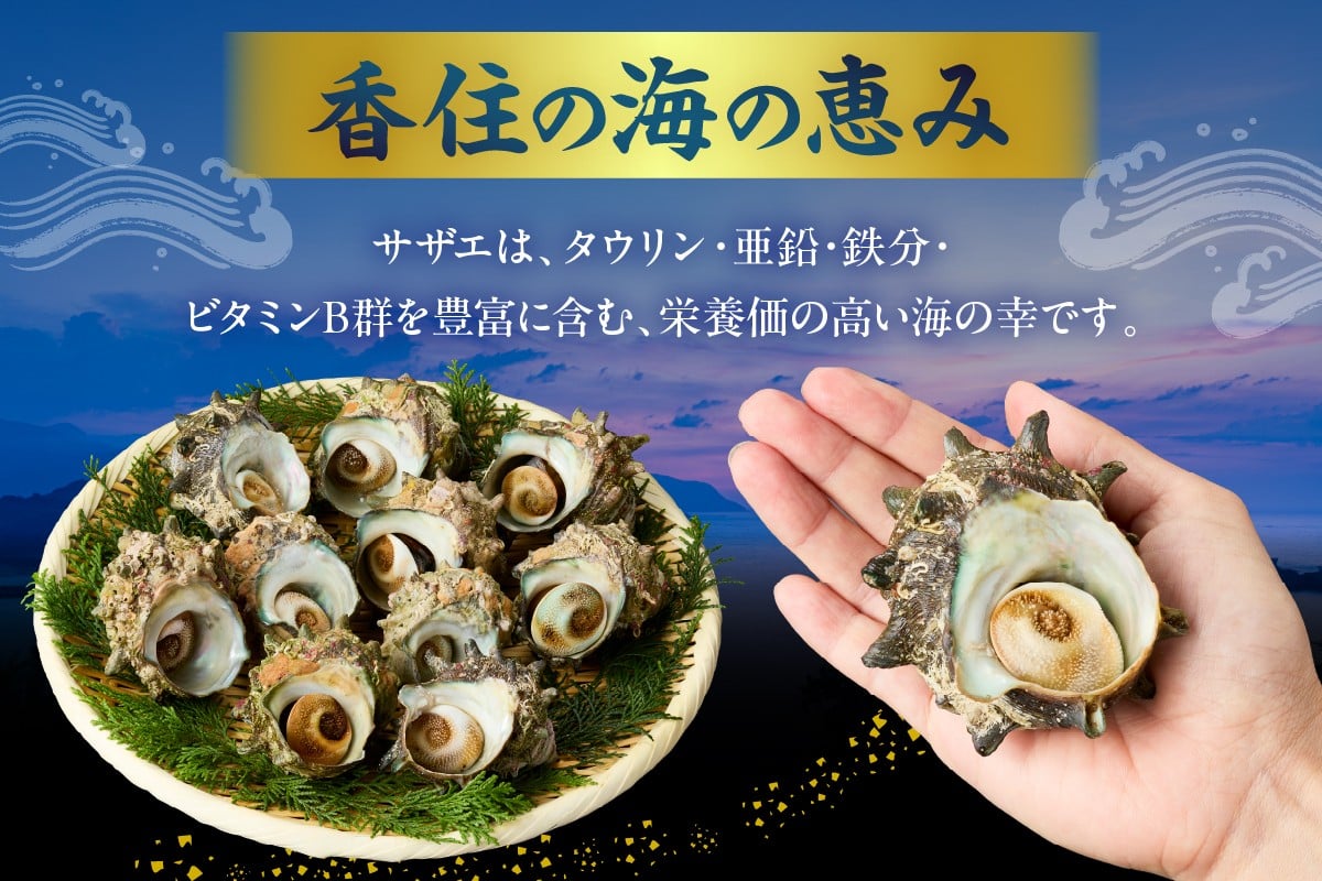サザエは「タウリン」「亜鉛」「鉄分」「ビタミンB群」を含む、栄養価の高い海の幸です。