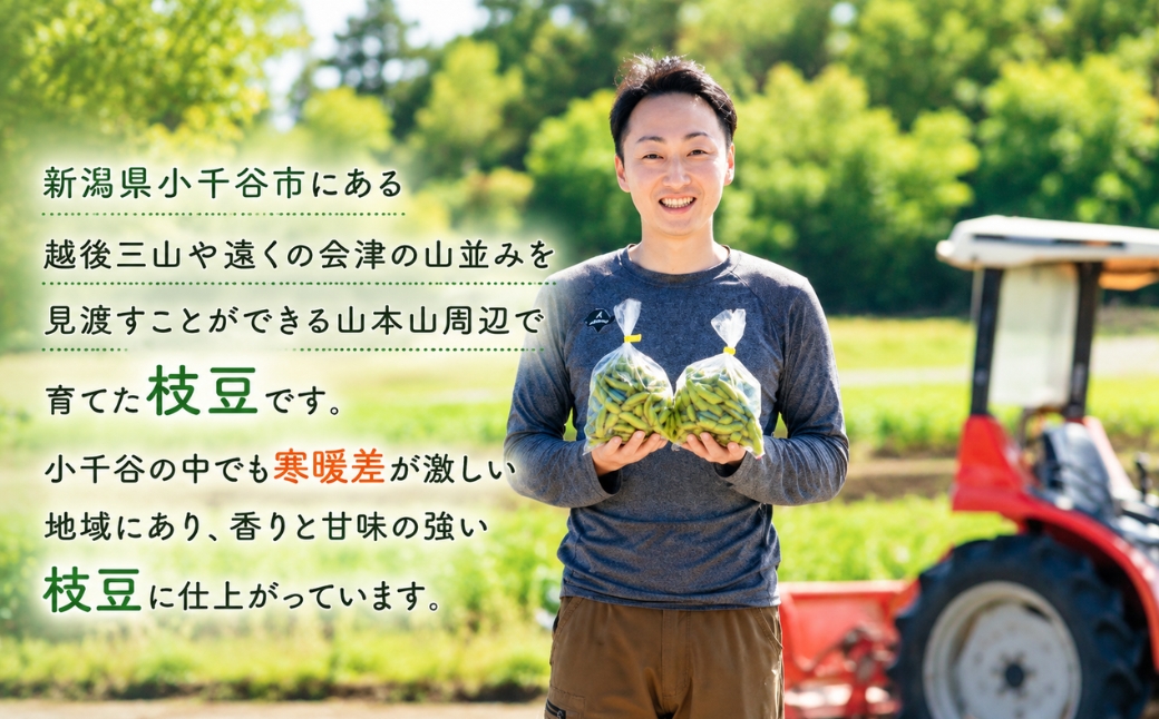 先行予約 小千谷産 枝豆 品種:おまかせ 約1.8kg  7月中旬から10月上旬発送予定 冷蔵 枝豆 野菜 つまみ おつまみ えだまめ エダマメ 新潟