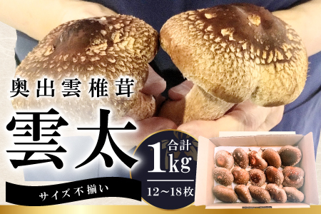 【訳あり】奥出雲椎茸「雲太」1kg【椎茸 生しいたけ 12枚 15枚 18枚 肉厚 収穫直後 新鮮 菌床栽培 国産 きのこ キノコ 野菜 料理 食品 プレゼント 贈り物 ギフト】