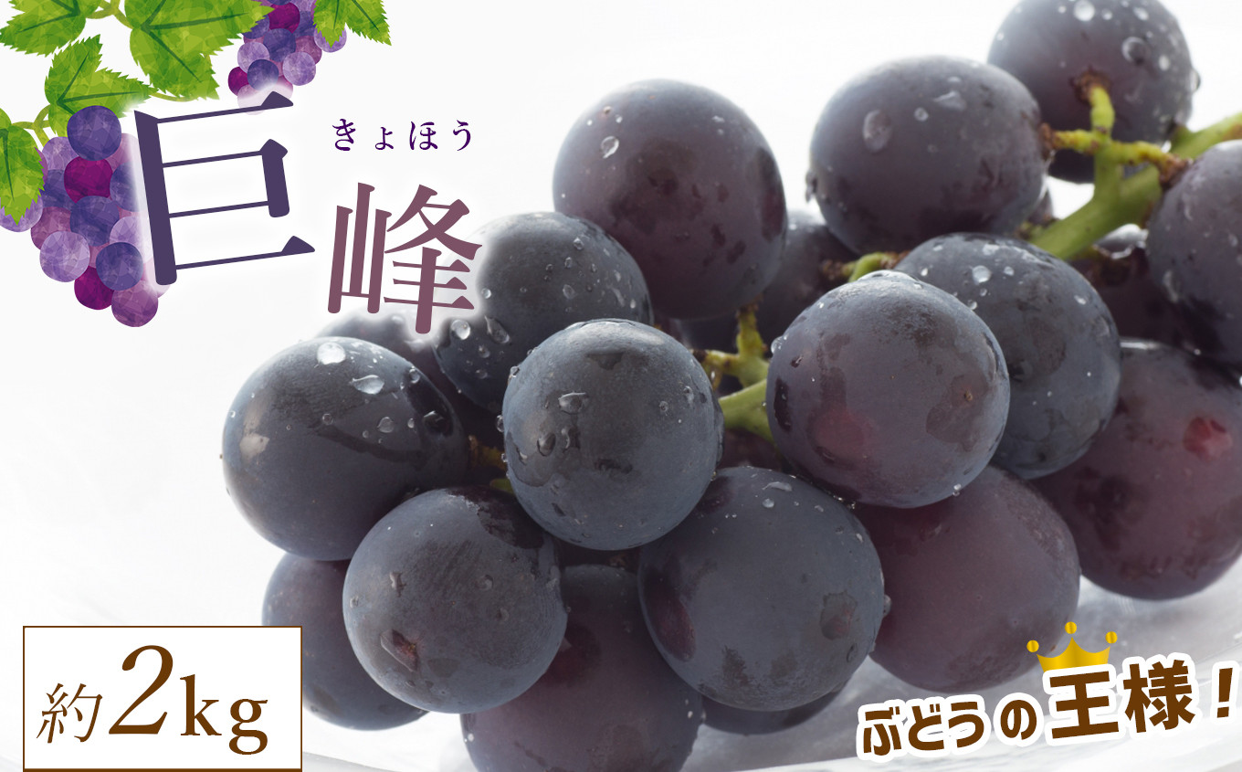 
            【 先行予約 】数量限定 巨峰 約2kg 熊本県和水町産 | 熊本県 くまもと 和水町 なごみ ぶどう ブドウ 果物 フルーツ 季節の果物 巨峰 2kg 2000g
          