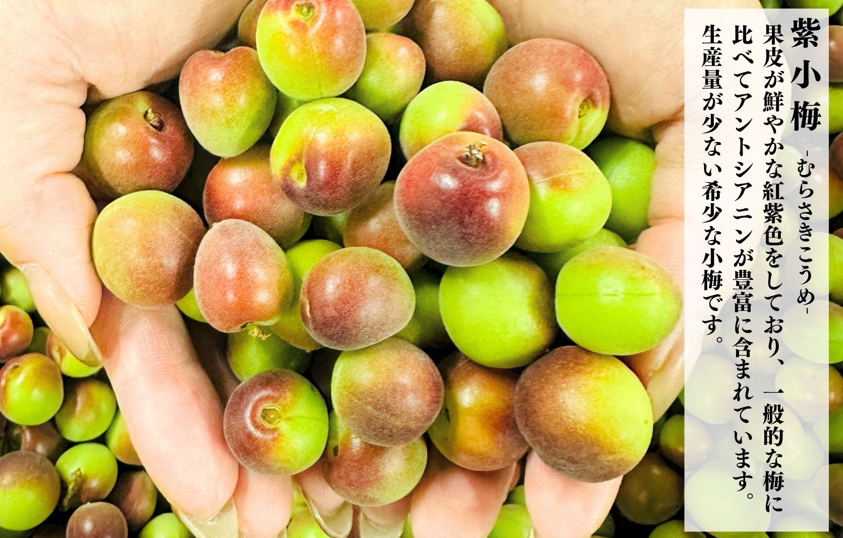 【2025年7月上旬～出荷予定】冷凍 紫小梅 500g 秀優混合 サイズミックス 紅紫色 梅 和歌山県産 紀州有田 クール便 【みかんの会】
