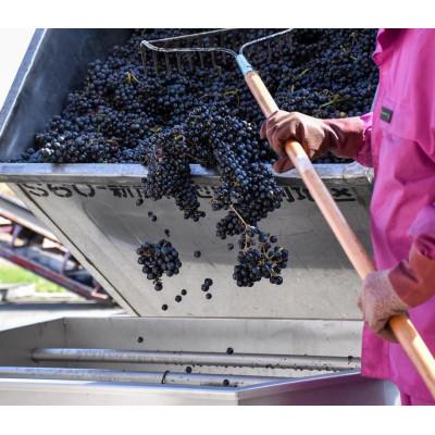 ふるさと納税 池田町 十勝ワイン 赤にこだわったビンテージ 6本セット |  | 02