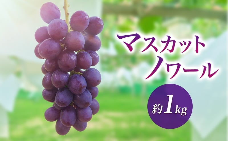
            2026年産マスカットノワール 約1kg　種なし 果物 ぶどう 葡萄 マスカット フルーツ 長野県 駒ケ根市 [№5659-1693]
          