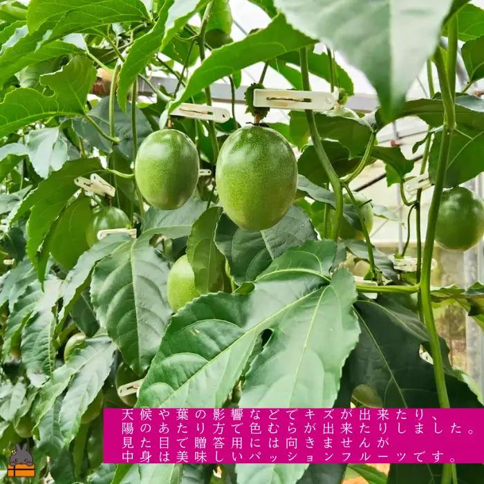 ≪今が旬！≫ 　徳之島 たいぼ農園さんのご家庭用パッションフルーツ（3㎏）フルーツ 果物