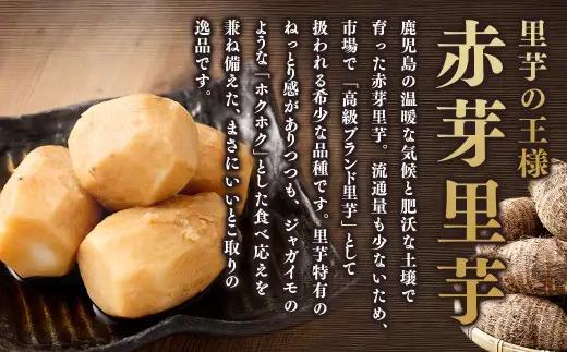 大きめ 赤芽里芋 約3kg 鹿児島県産 ねっとり濃厚 上品な旨味 【2027年1月中旬～3月中旬発送予定】 さといも 赤芽 里芋 ZS-6139