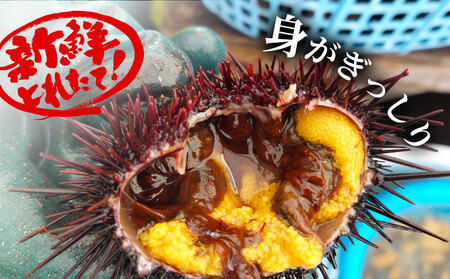 fn-72-039 三陸釜石・漁師直送 生うに 150g×4本 【5月中旬から7月頃期間限定 お届け便】 両石港 隆丸