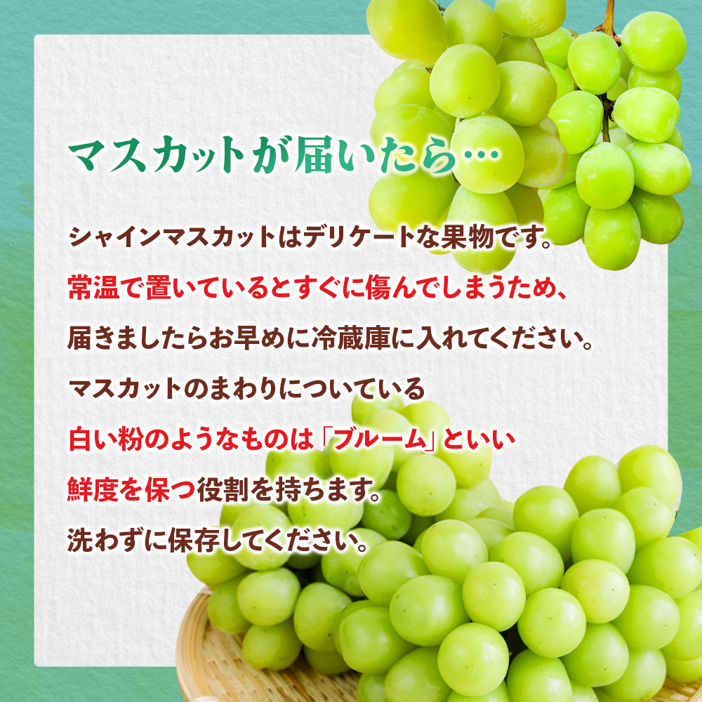【２０２５年発送】先行予約！九州福岡フルーツ王国八女　訳ありシャインマスカット　約１．４ｋｇ【数量限定】＜配送不可：北海道・沖縄・離島＞