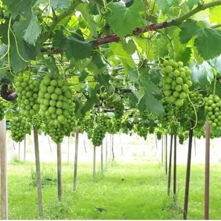 【先行受付】茨城県かすみがうら市産　シャインマスカット2房(約500g×2)_果物・フルーツ ぶどう・マスカット  ブドウ 葡萄 _【配送不可地域：離島】【1340410】