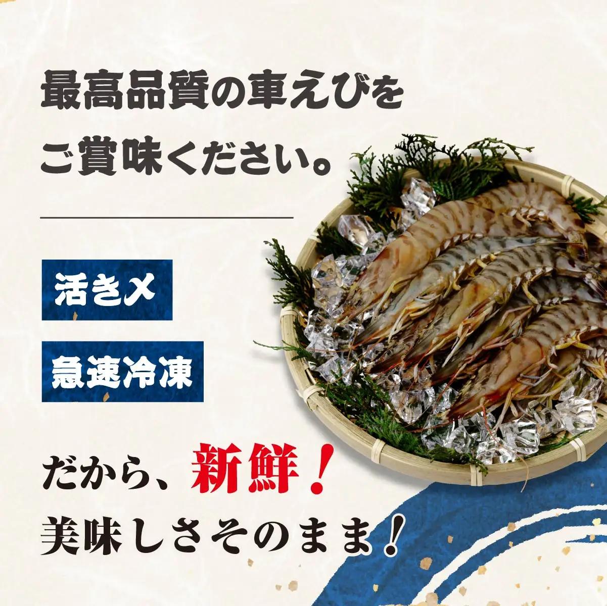 車海老 急速冷凍 活きな 車えび【無頭8～10尾(約140g)×2袋セット】【配送不可地域：離島】