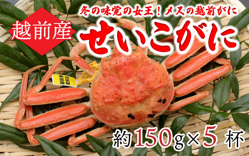 
【12月14日 午前中までの決済分は年内発送！】北陸の冬の味覚の王者！越前がに（メス）「せいこがに」150g前後 × 5杯 [D-11007]
