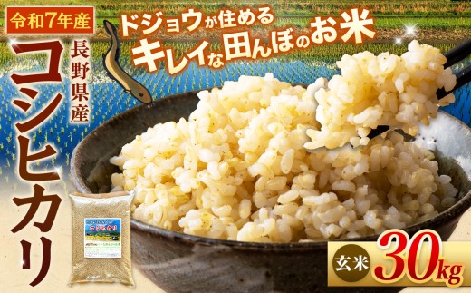 ≪どじょうのいる田んぼのお米≫ コシヒカリ 信州安曇野松川村産｜玄米 30kg 有機肥料 低農薬 自然栽培 安曇野米 ごはん ライス 長野県 松川村 送料無料 国産米 産地直送 農家直送 新米対応
