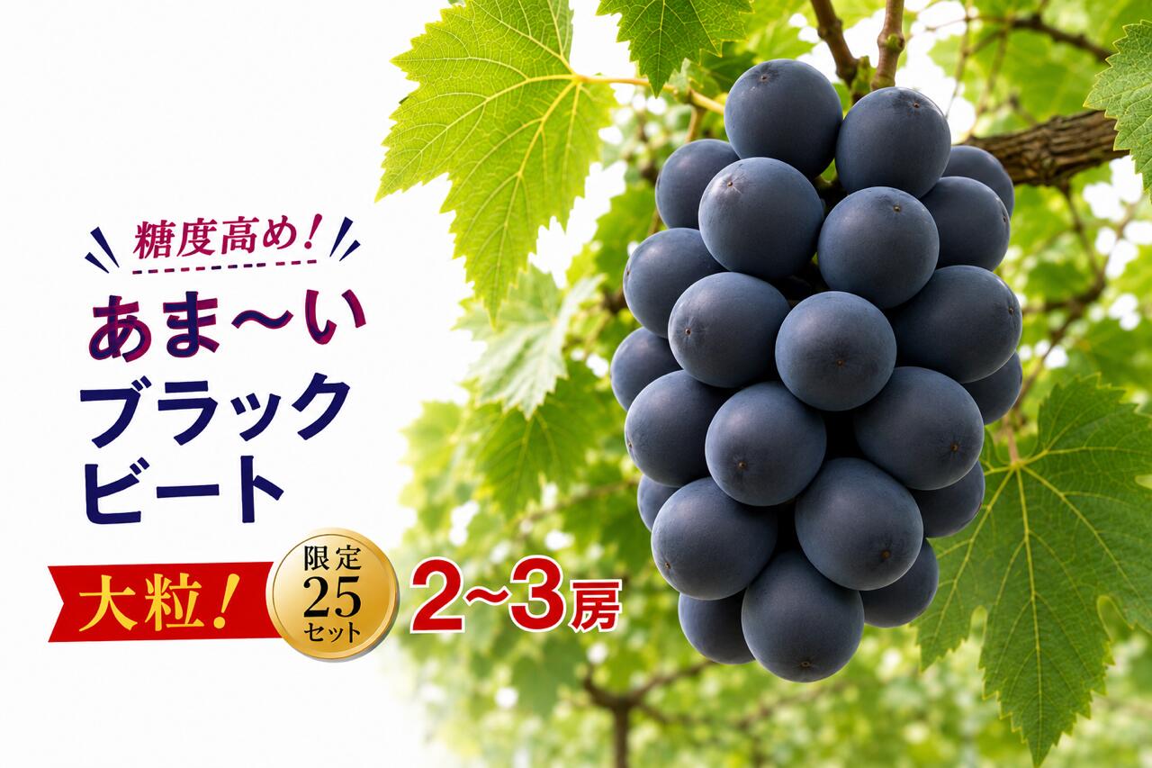 【ふるさと納税】 ブラックビート 2〜3房 約1kg 甘い 贈答 ギフト ぶどう フルーツ 果物 数量限定 送料無料 産地直送 【2026年発送】