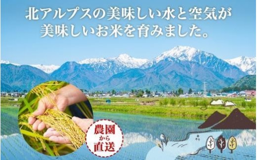 【2026年10月発送】令和8年産 風さやか 玄米 10kg×1袋 長野県産 米 お米 ごはん ライス 低GI 甘み 農家直送 産直 信州 人気 ギフト お取り寄せ 平林農園 送料無料 長野県 大町市
