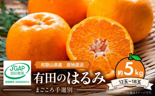 
                  【2027年先行予約】和歌山県産 有田の はるみ 約5kg 12玉～18玉_ZE6087n
                
