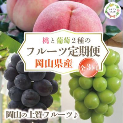 ふるさと納税 真庭市 【発送月固定定期便】【2026年先行予約】桃、ピオーネ、シャインマスカット定期便 (岡山県産)全3回
