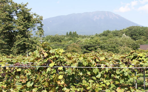 岩手山が見える山ぶどう農園。