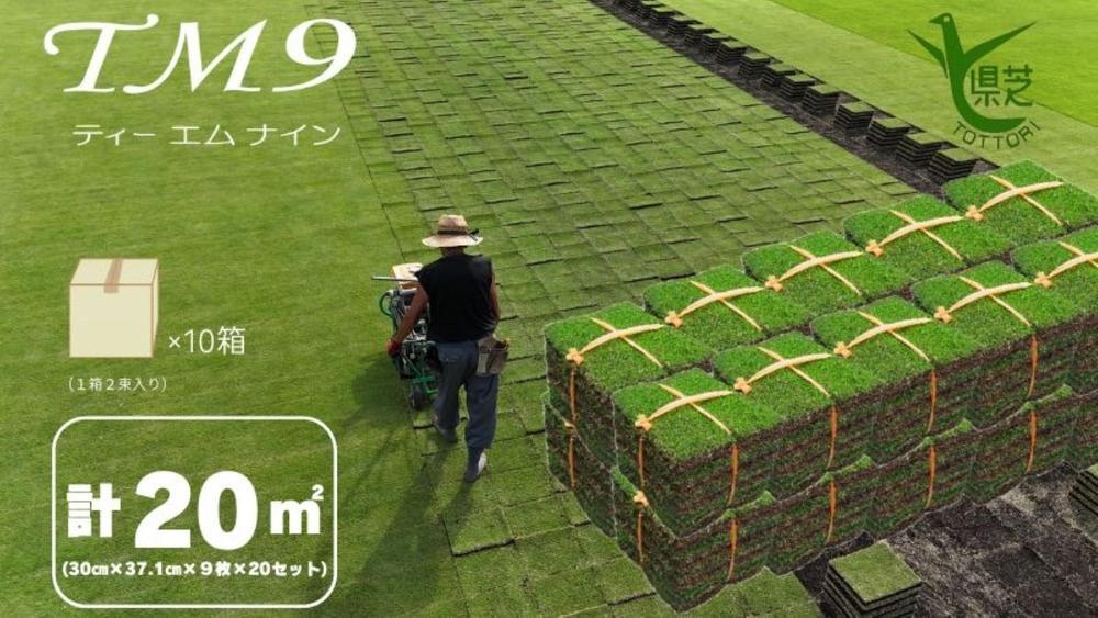 【2026年9月中発送限定】芝生(省管理型コウライ芝　TM9ティーエムナイン)20束セット※20平米分
