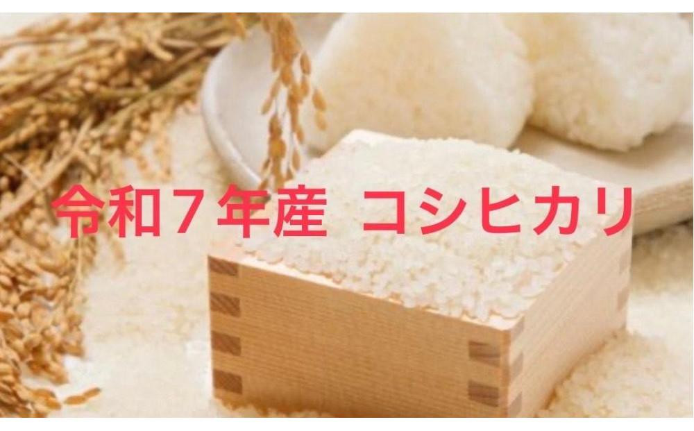 
            種子島産コシヒカリ10kg
          