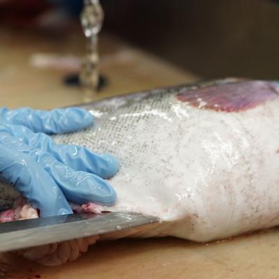 ふるさと納税 釧路町 お魚の目利きのプロにお任せ!北海道産 天然鮮魚 約500g〜1kg(釧路の鮮魚セット) |  | 01