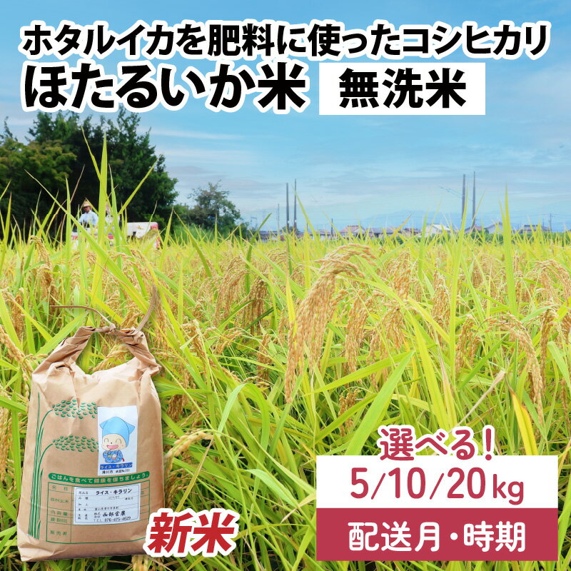 【ふるさと納税】【先行予約】【新米】ほたるいか米（無洗米）選べる容量（5kg／10kg／20kg）25年10月以降順次配送予定　選べる配送時期（※各月上旬／中旬／下旬） / 農家直送 訳あり お米 おこめ こしひかり コシヒカリ ホタルイカ 富山県 滑川市 コメ 国産