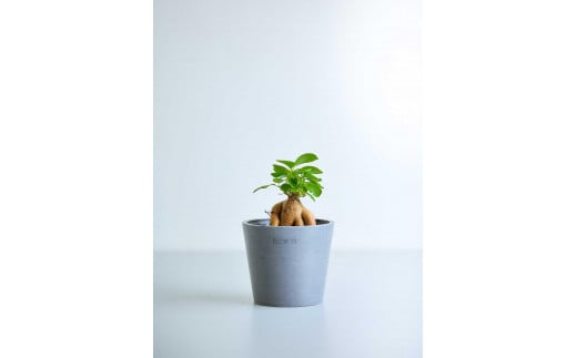 【鉢付き】ガジュマル テーブルSサイズ【鉢：グレー】