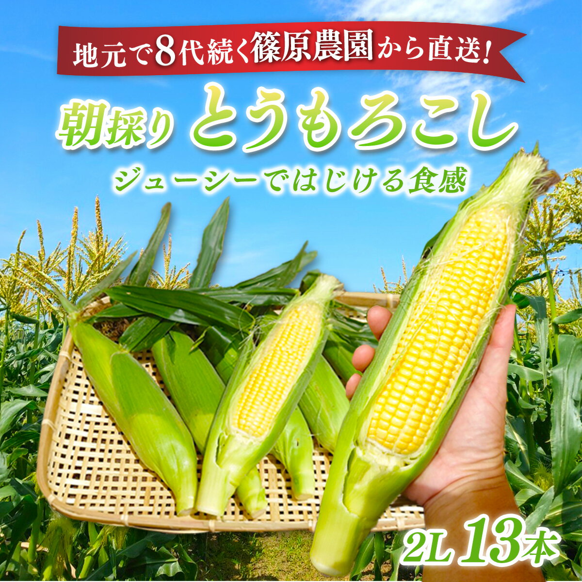 【ふるさと納税】【先行予約】【6月上旬～中旬発送】地元で8代続く農家から直送! 朝採り とうもろこし 2L 13本 / 篠原農園 とうもろこし トウモロコシ スイートコーン コーン ゴールドラッシュ 朝採り 農家直送 千葉県 千葉県山武市 SMBV001